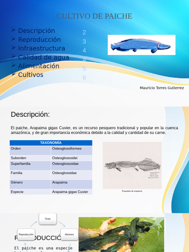 Cultivo de Paiche | PDF | Agricultura | Alimentos
