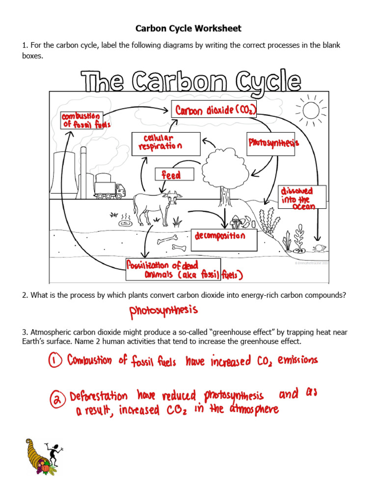 Carbon Cycle Worksheet - 240519 - 085505 | PDF