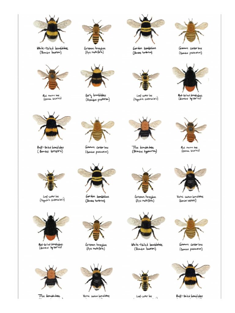 Bee | PDF