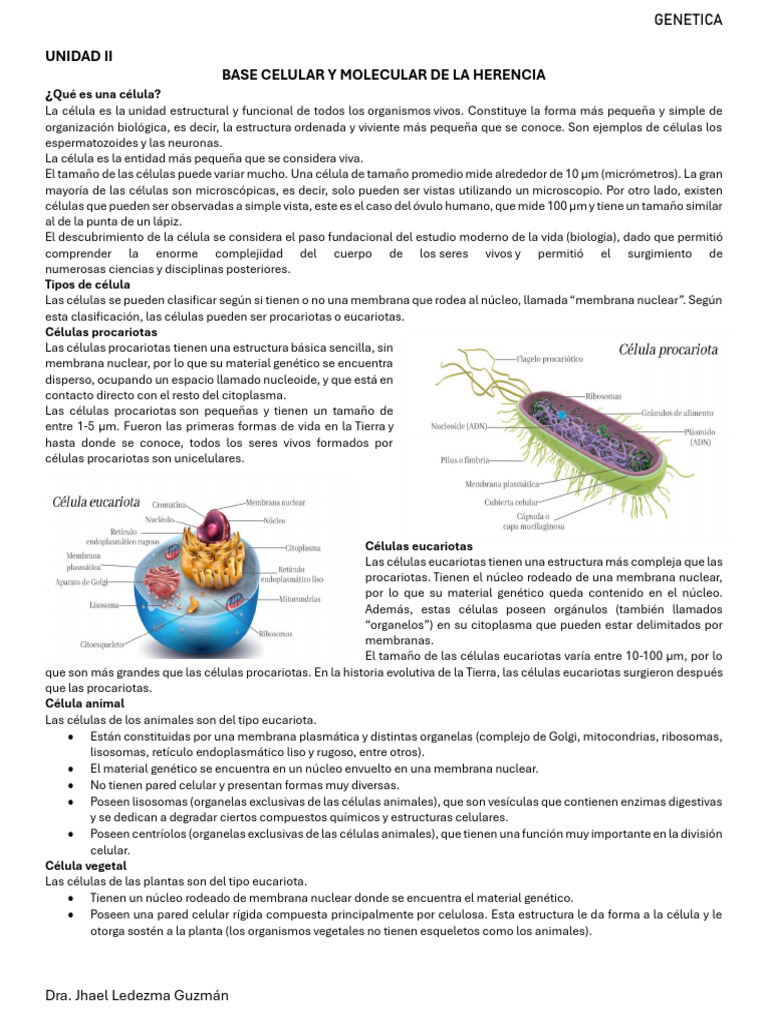 Tipos y Estructura de Células Eucariotas y Procariotas | PDF | Mitosis ...