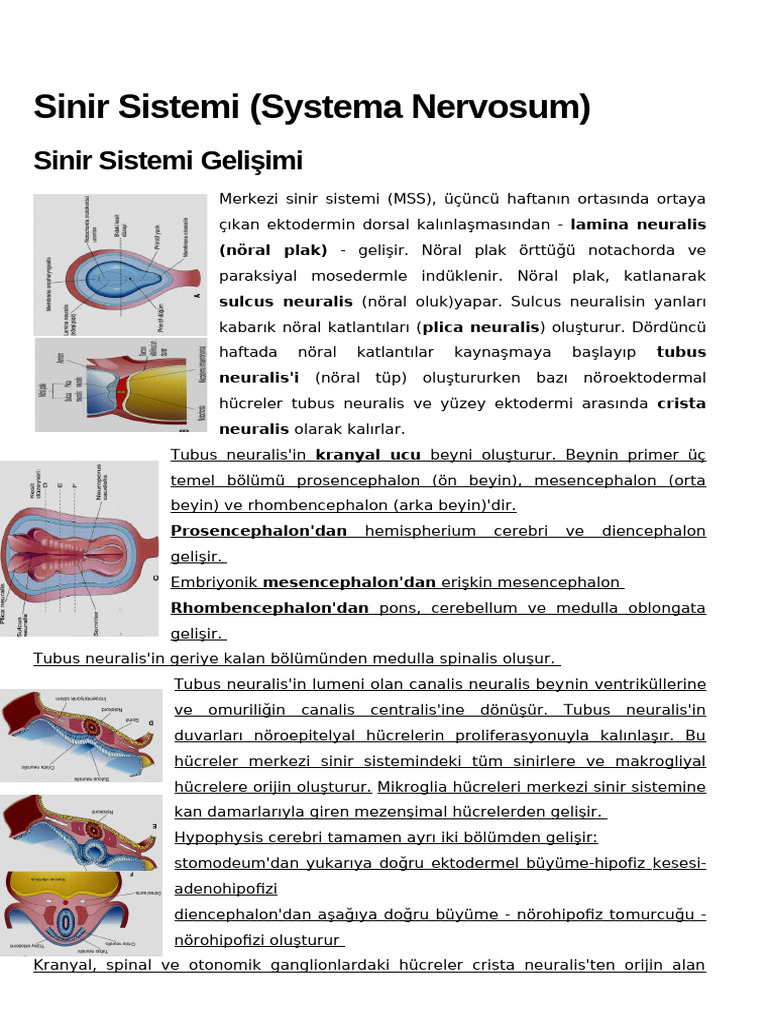 12 - Sinir Sistemi Gelişimi Istanbul | PDF