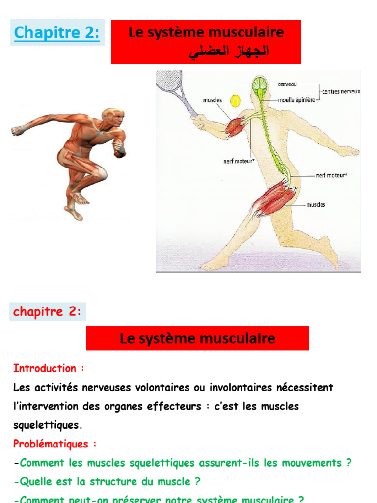 Comprendre le système musculaire humain | PDF | Muscle | Contraction du ...