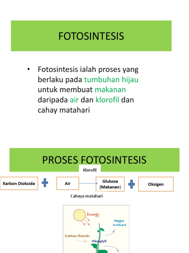 Fotosintesis Pdf