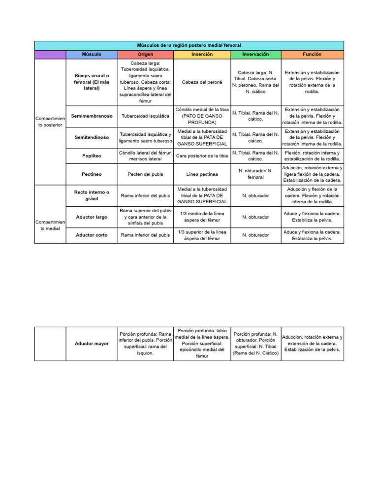 Músculos de La Región Postero Medial Femoral - MLMH 3 | PDF | Anatomía ...
