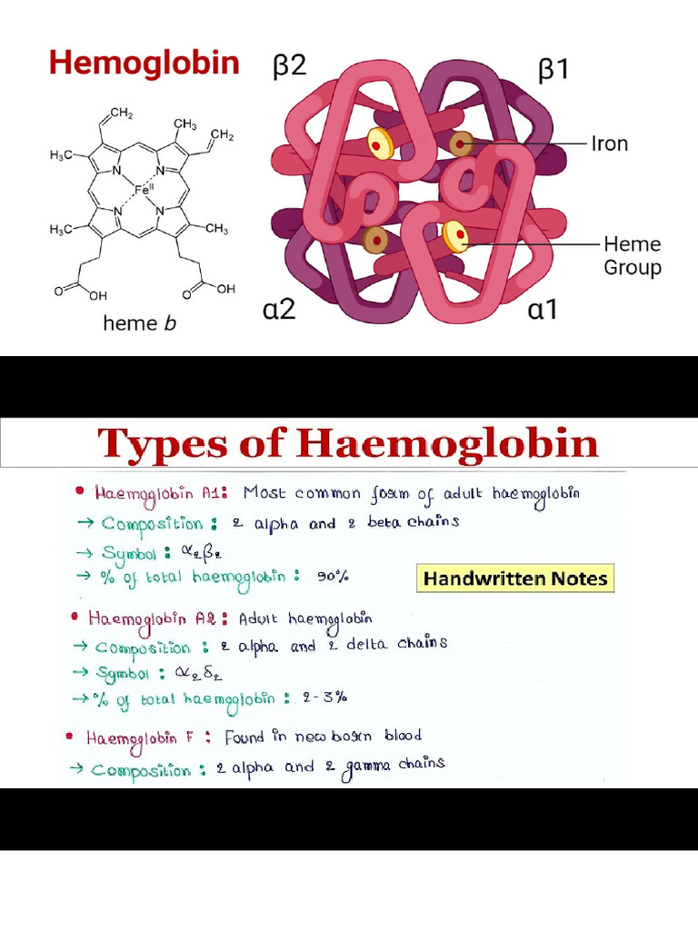 Hemoglobin - Notes | PDF