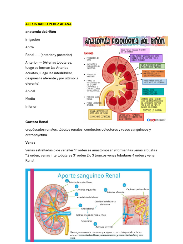 Anatomía y Patologías del Riñón | PDF | Riñón | Cáncer