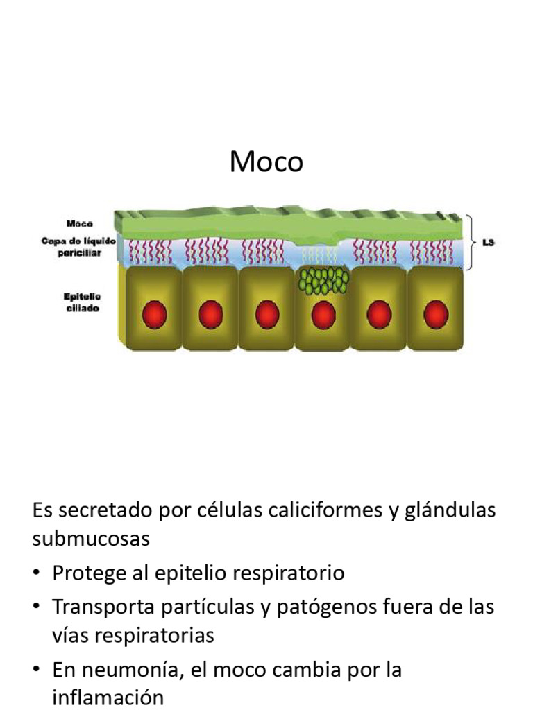 Fases Del Moco | PDF