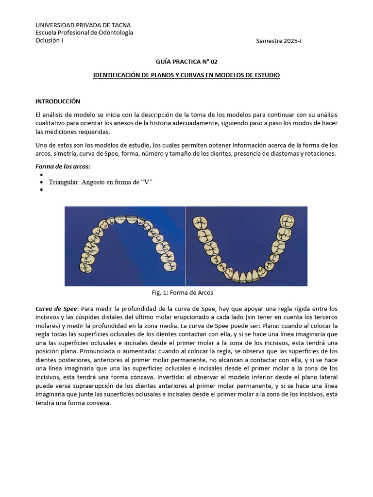 Identificación de Planos y Curvas Oclusales | PDF | Anatomia dental ...