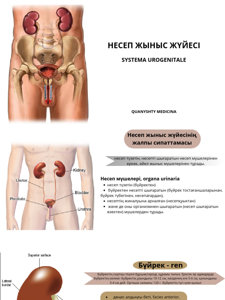 Қынап пен пениса өлшемдерінің сәйкестігі