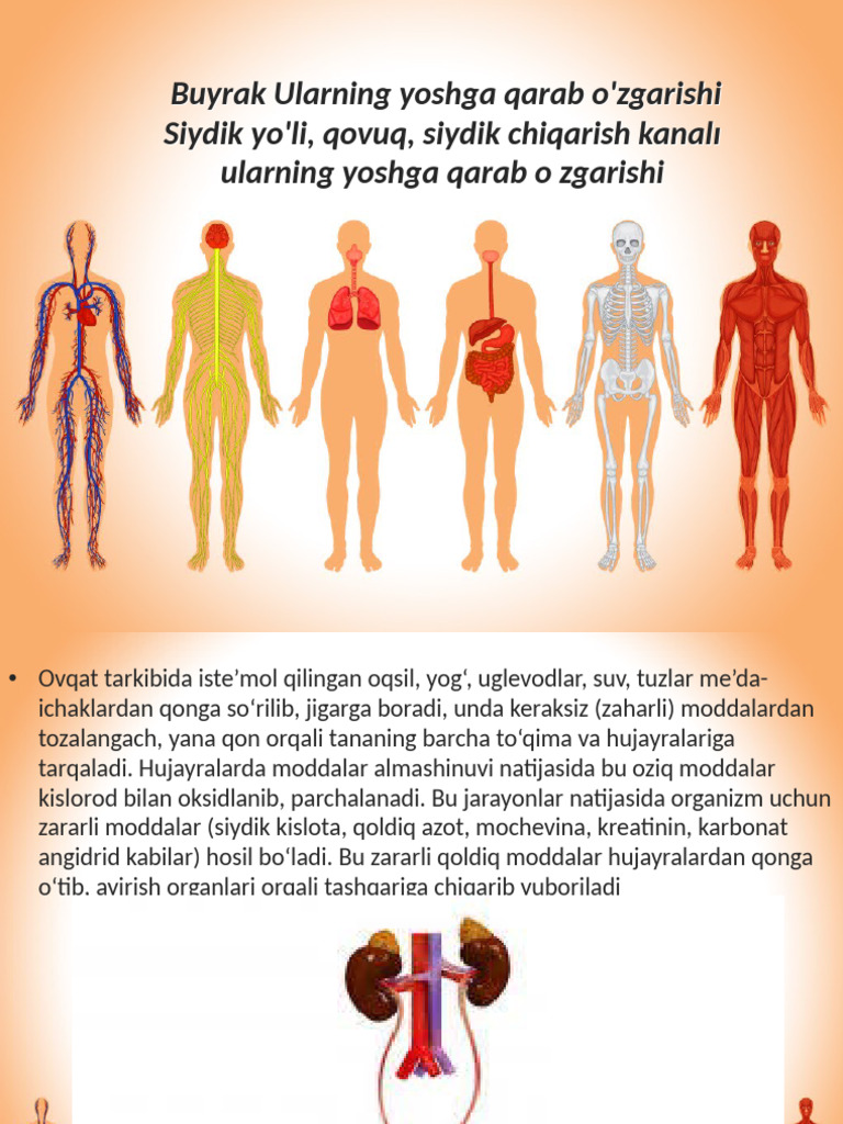Buyrak Ularning Yoshga Qarab O'zgarishi Siydik Yo'li, Qovuq, Siydik ...