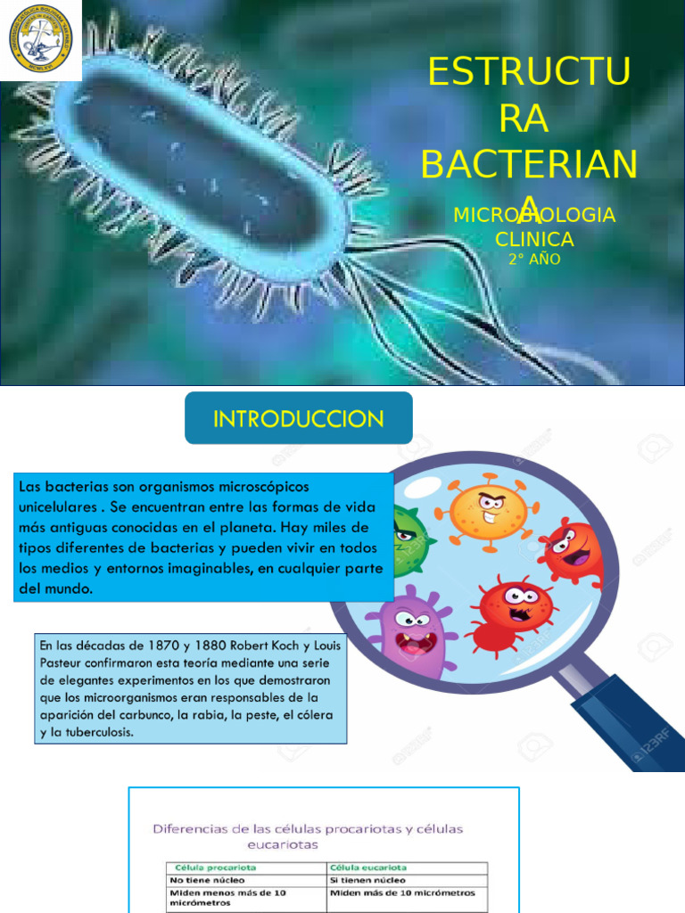 Estructura Bacteriana | PDF | Las bacterias | Tinción