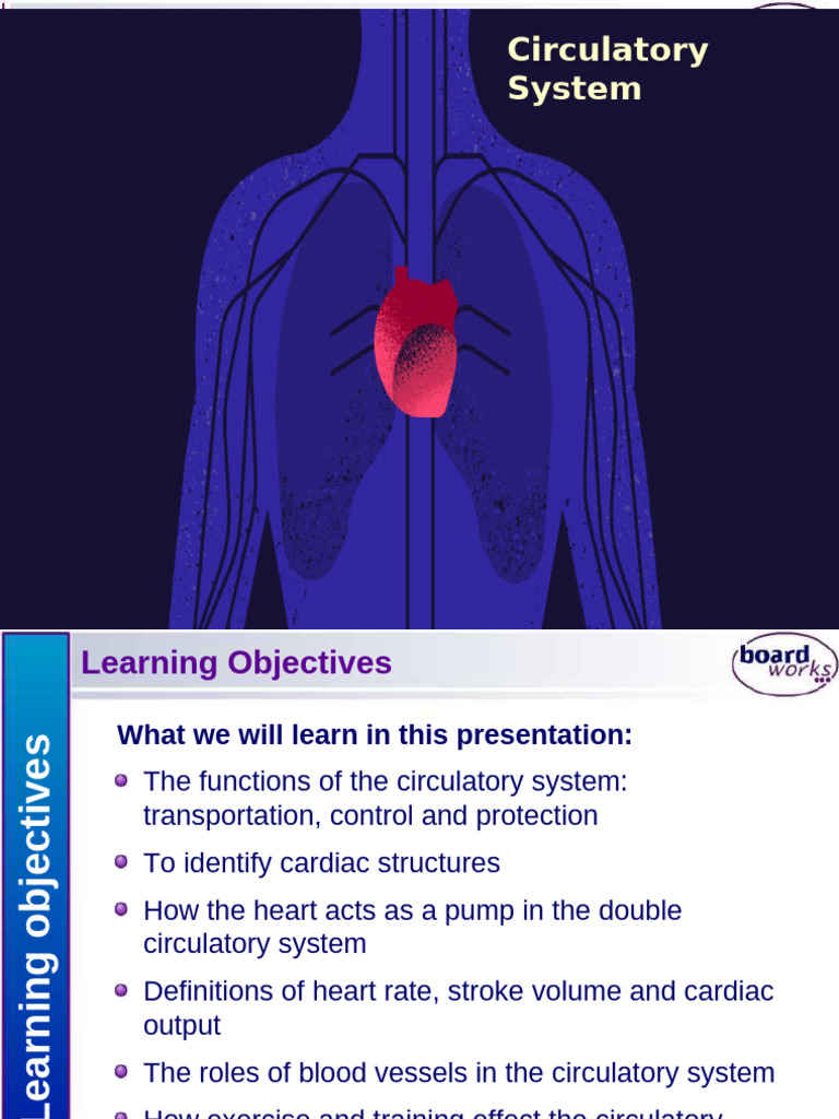Understanding the Circulatory System | PDF | Circulatory System | Heart