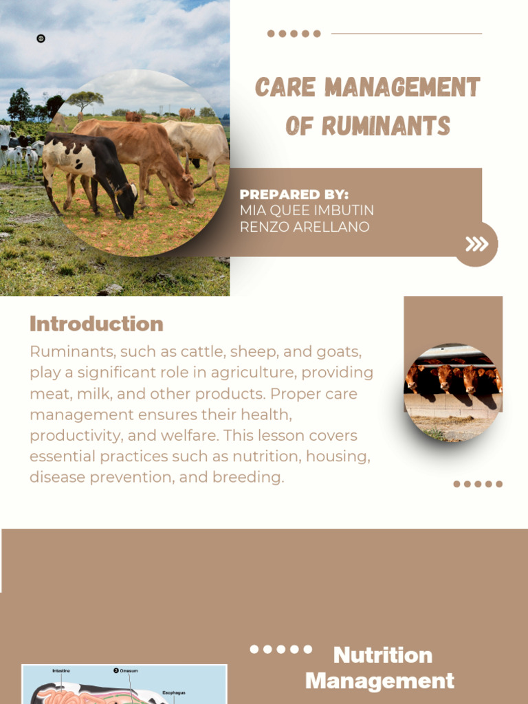 Ruminant Care Management Essentials | PDF