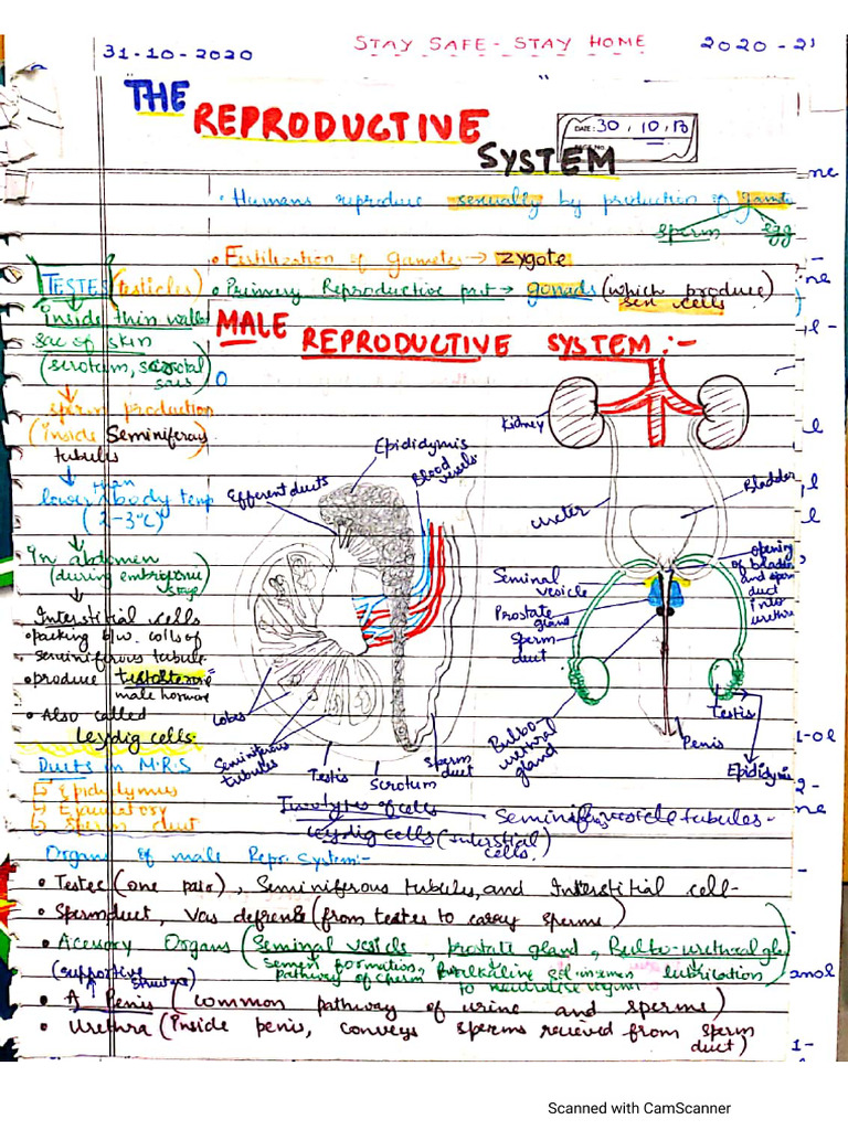 Reproduction Notes | PDF