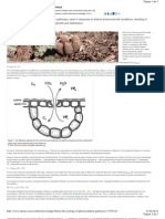 The Ecology of Photosintesis Pathways