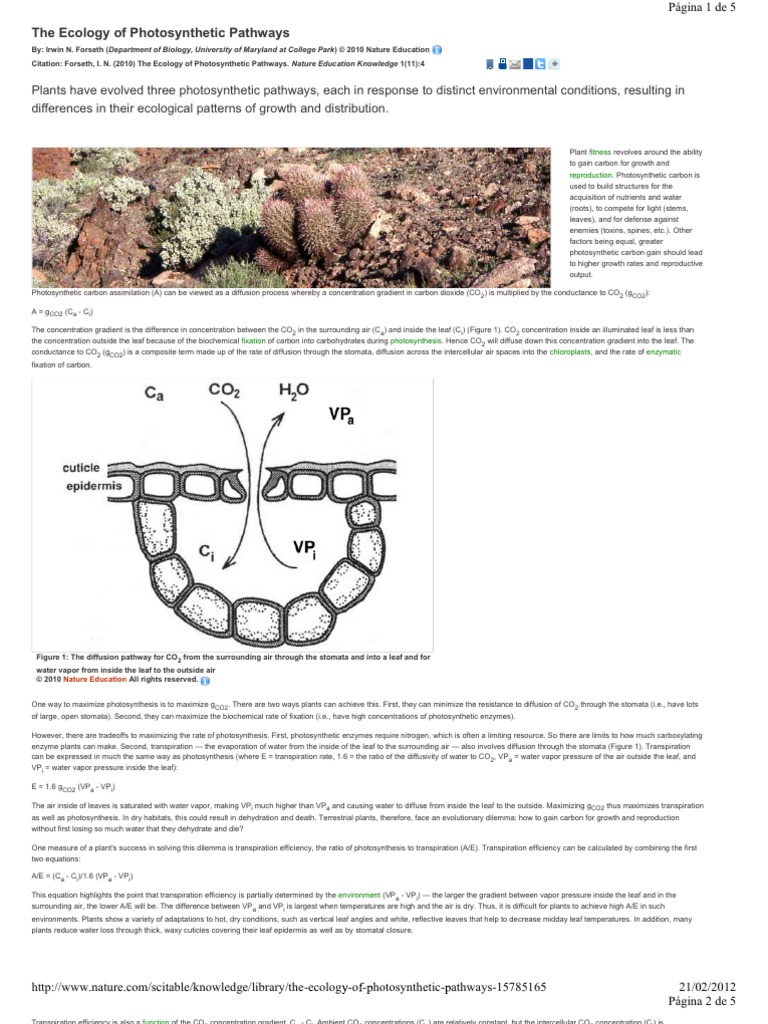 The Ecology of Photosintesis Pathways | PDF | Photosynthesis | Stoma