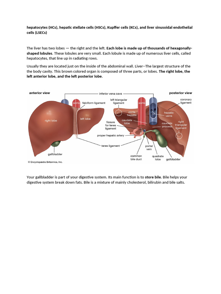 Bio Research On Liver Cells | PDF