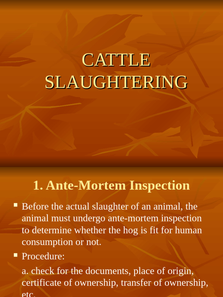 Cattle Slaughtering Process Overview | PDF | Animal Slaughter
