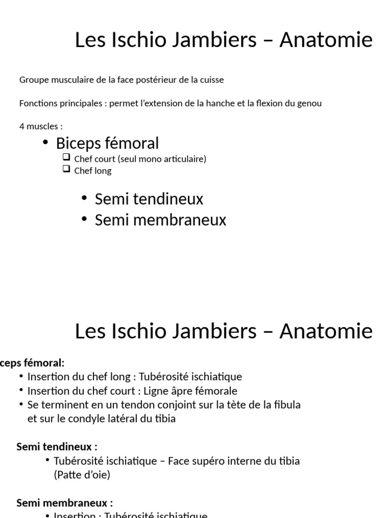 Anatomie des Ischio Jambiers | PDF | Anatomie humaine | Membres (anatomie)