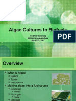 Algae Cultures to Biofuels: Cultivating Algae for Fuel