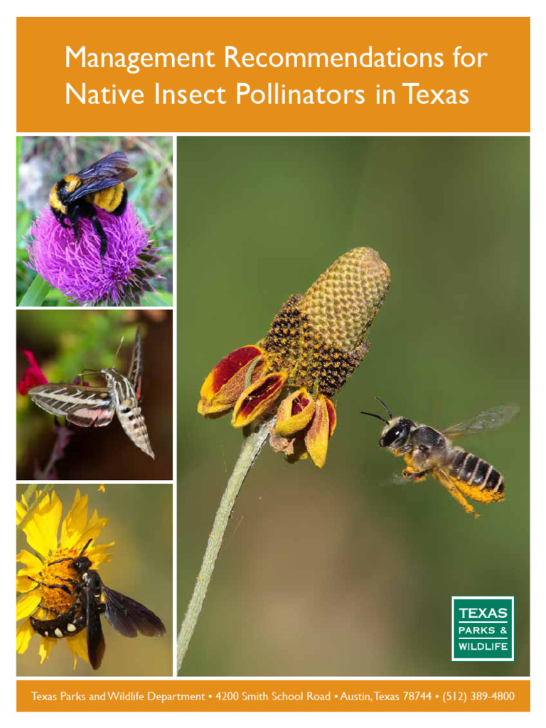 Zizotes Milkweed Seed Management Guide | PDF | Pollinators | Bees