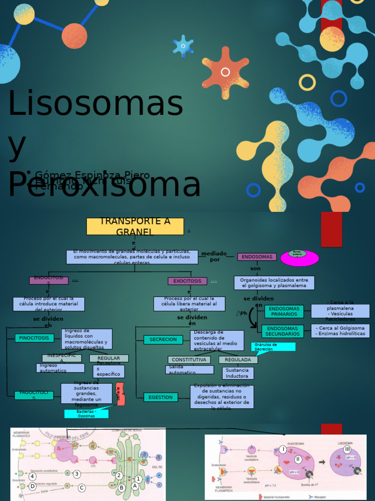 Lisosomas y Peroxisomas en Células | PDF | Lisosoma | Biología Celular