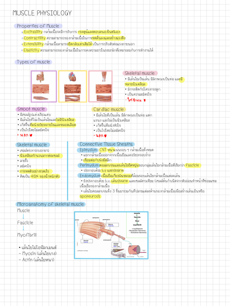 4 สรุป Muscle | PDF
