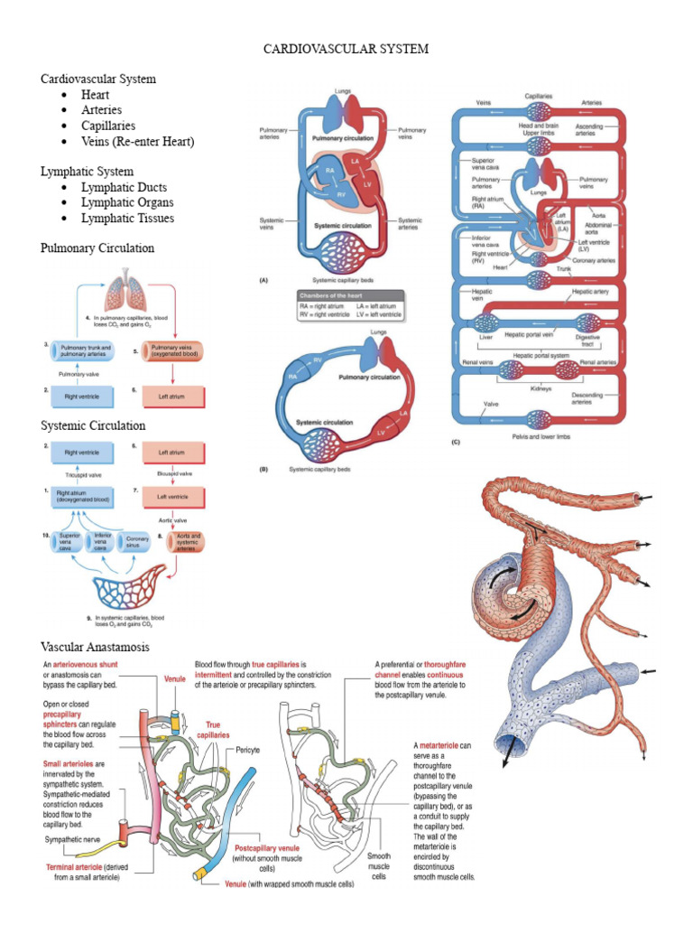 Cardiovascular System Notes | PDF | Coronary Circulation | Atrium (Heart)