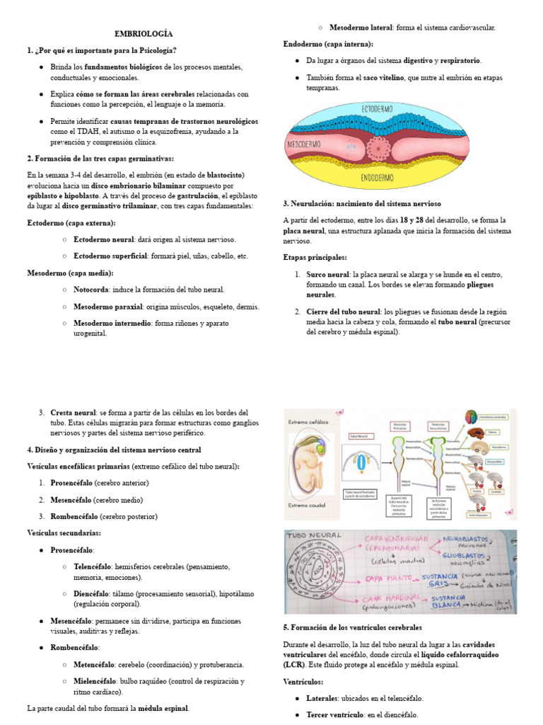 Neuro Resumen | PDF | Axon | Sinapsis