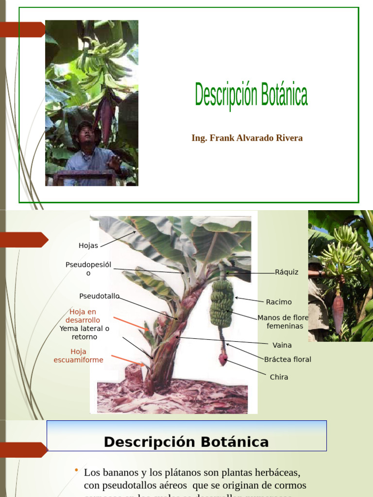 Morfología y Desarrollo del Banano | PDF | Raíz | Tallo de la planta