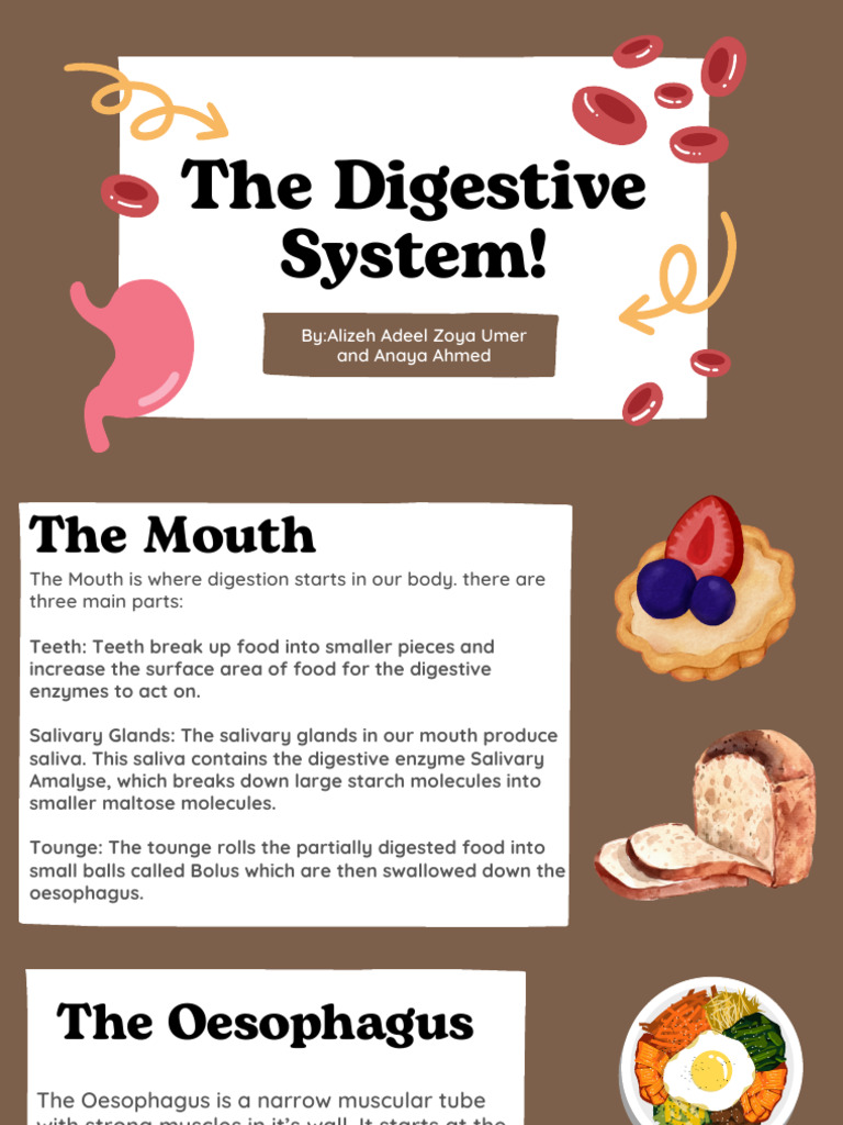 Overview of the Human Digestive System | PDF | Digestion | Stomach