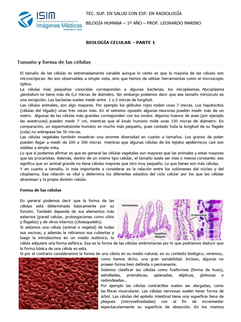 BIOLOGÍA CELULAR Forma y Tamaño Celular | PDF | Biología Celular ...