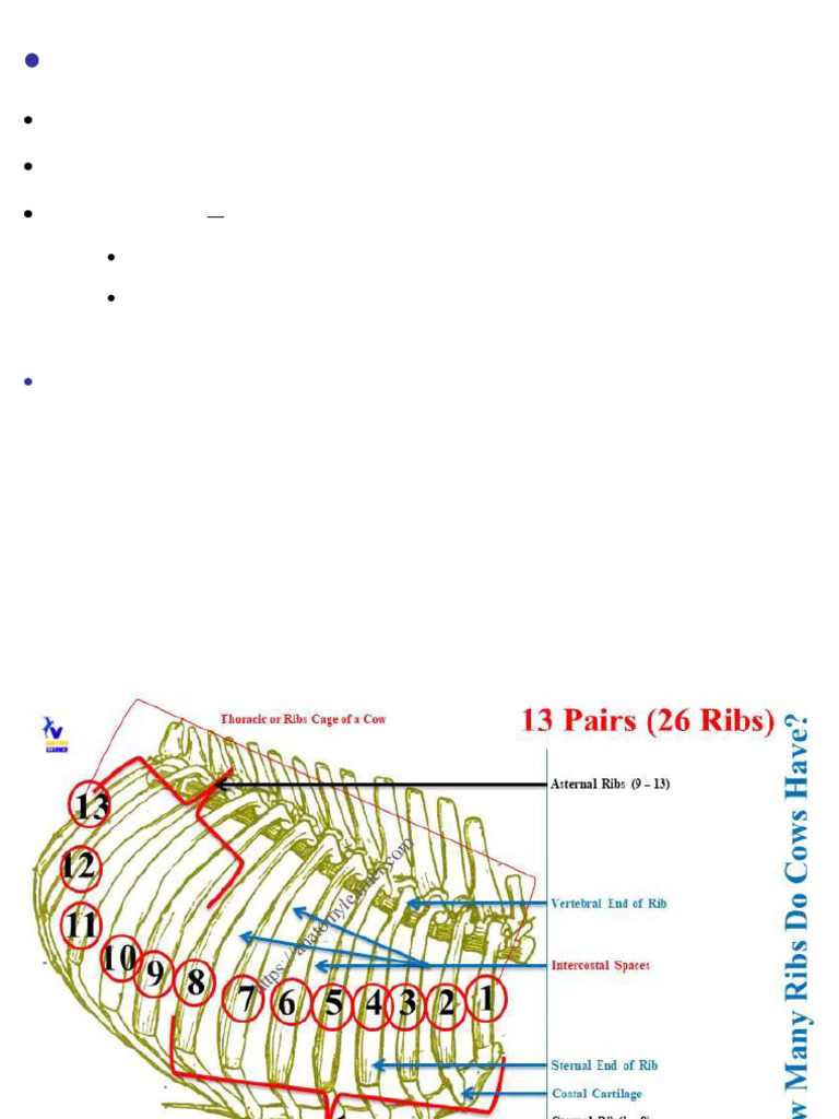 Anatomy and Types of Human Ribs | PDF | Vertebra | Musculoskeletal System