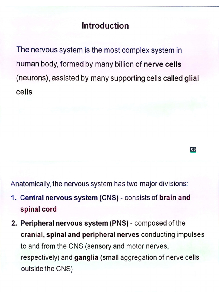 Histology - Nervous System | PDF