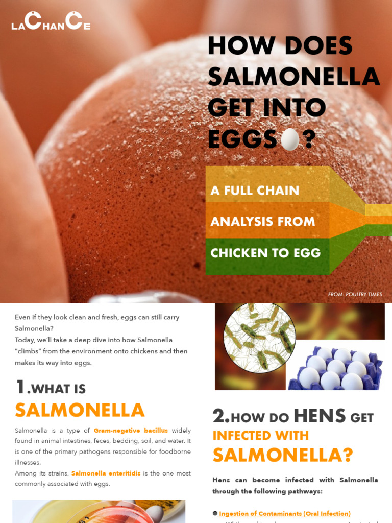 How Does Salmonella Get Into Eggs | PDF | Salmonella | Chicken