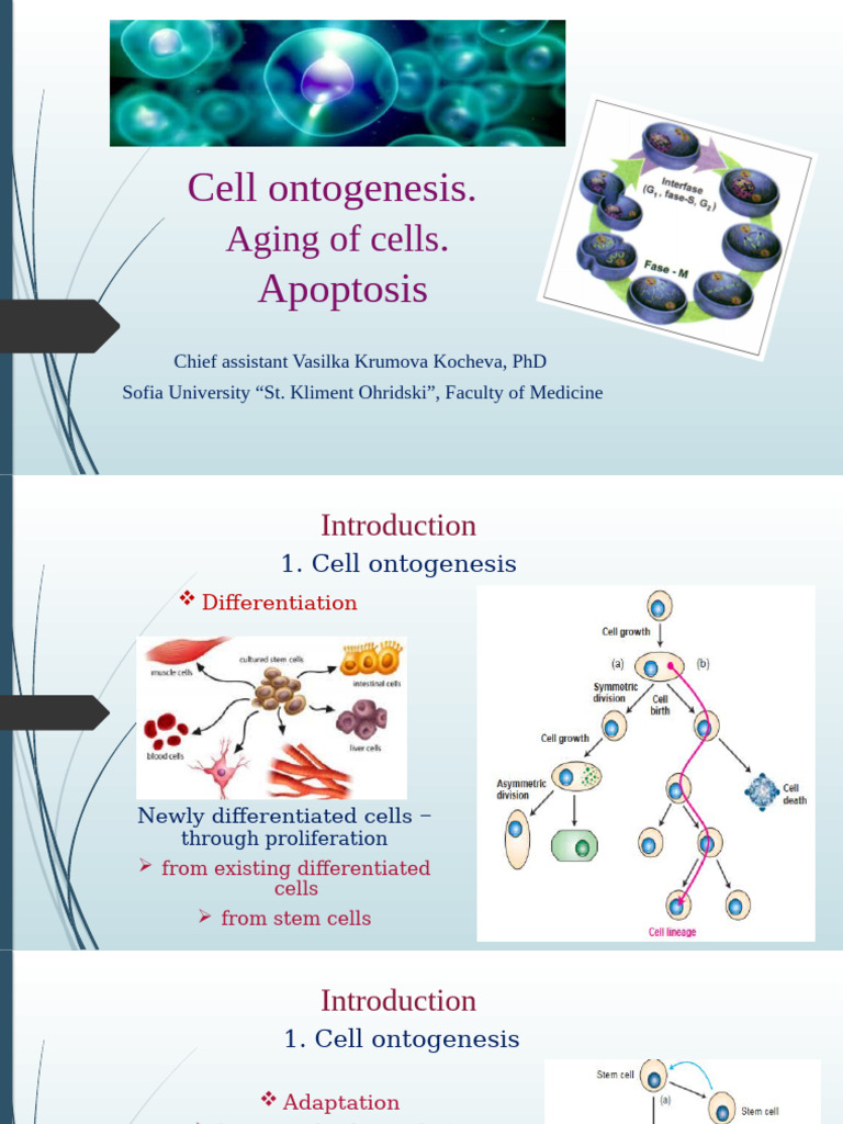 Cell Ontogenesis and Apoptosis Overview | PDF | Apoptosis | Necrosis