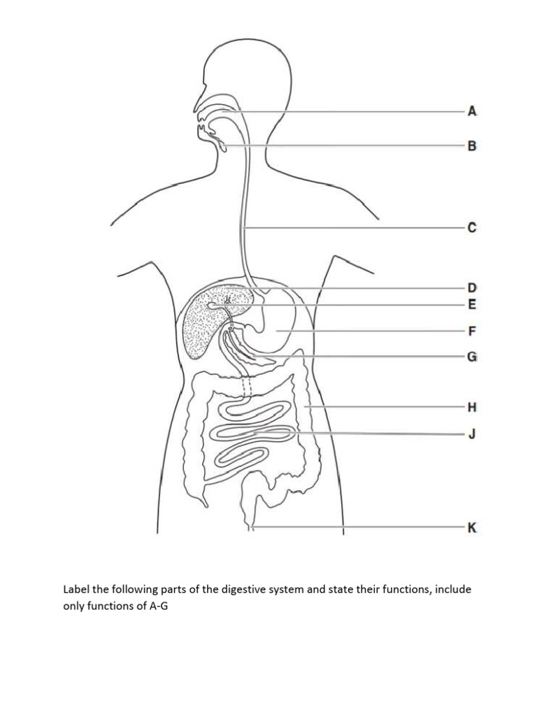 Digestive System | PDF