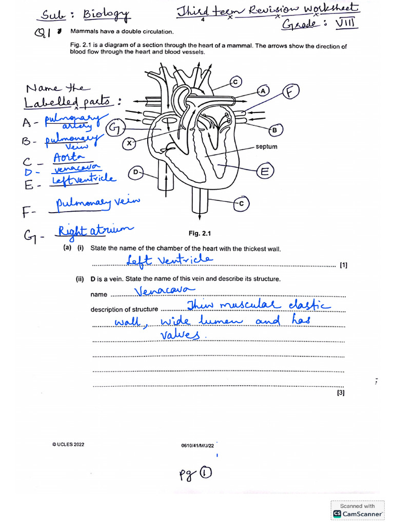 Third Term Revision Worksheet - Grade 8 - Solved | PDF