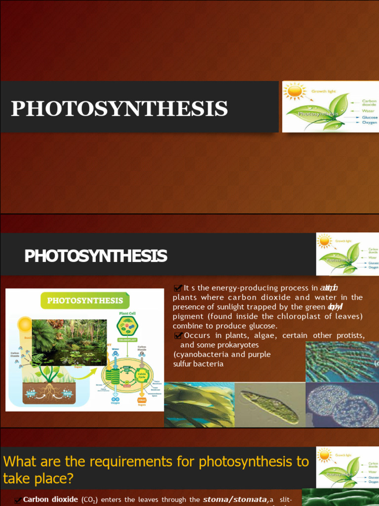 Understanding Photosynthesis Process | PDF | Photosynthesis ...