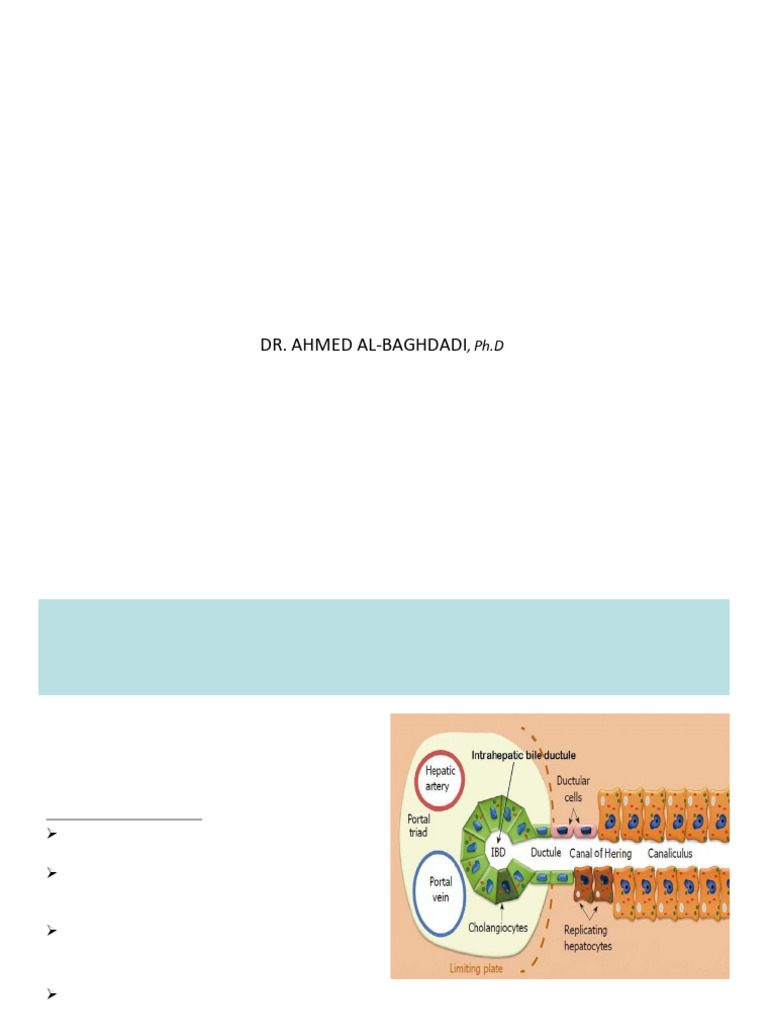 Extrahepatic Biliary Apparatus | PDF | Gallbladder | Liver