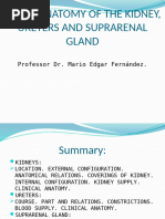 Gerota's Fascia: Anatomy and Imaging Insights | PDF | Kidney | Medical ...