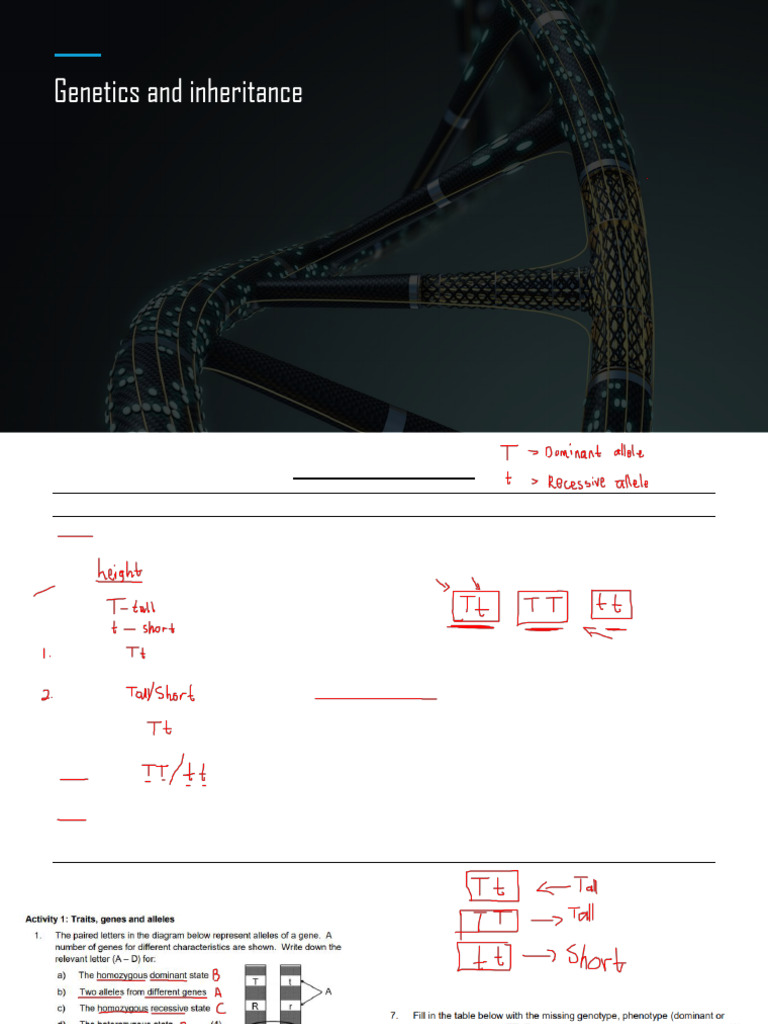Genetics and Inheritance Explained | PDF | Dominance (Genetics) | Allele