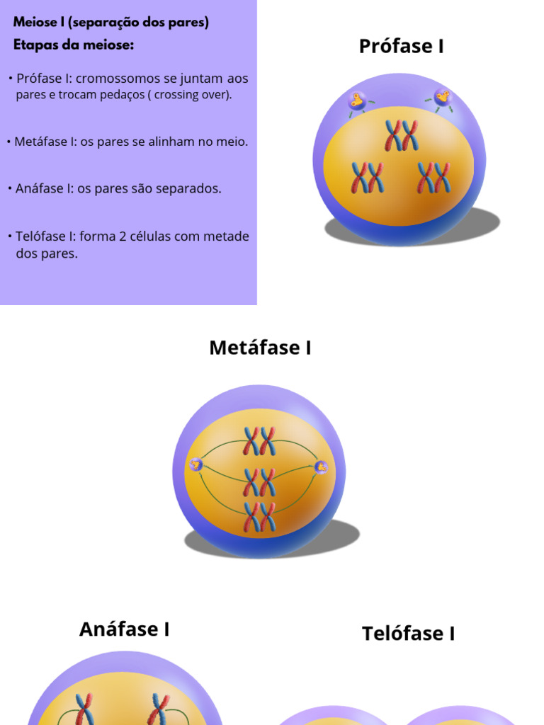 Profase 2 PDF | PDF