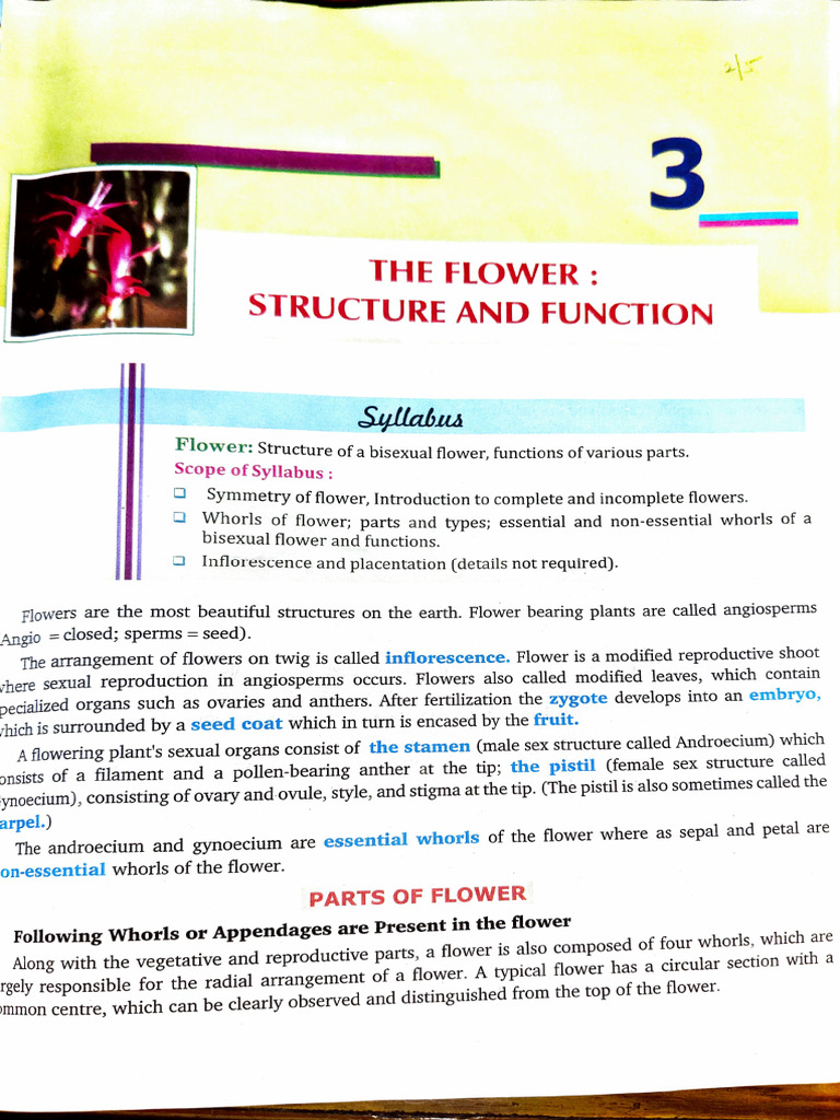 Flower Structure and Function Overview | PDF | Flowers | Petal