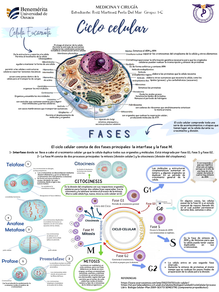 Fases del Ciclo Celular y Mitosis | PDF | Mitosis | Biología Celular)