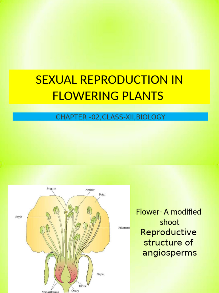 Sexual Reproduction in Flowering Plants | PDF | Flowers | Seed