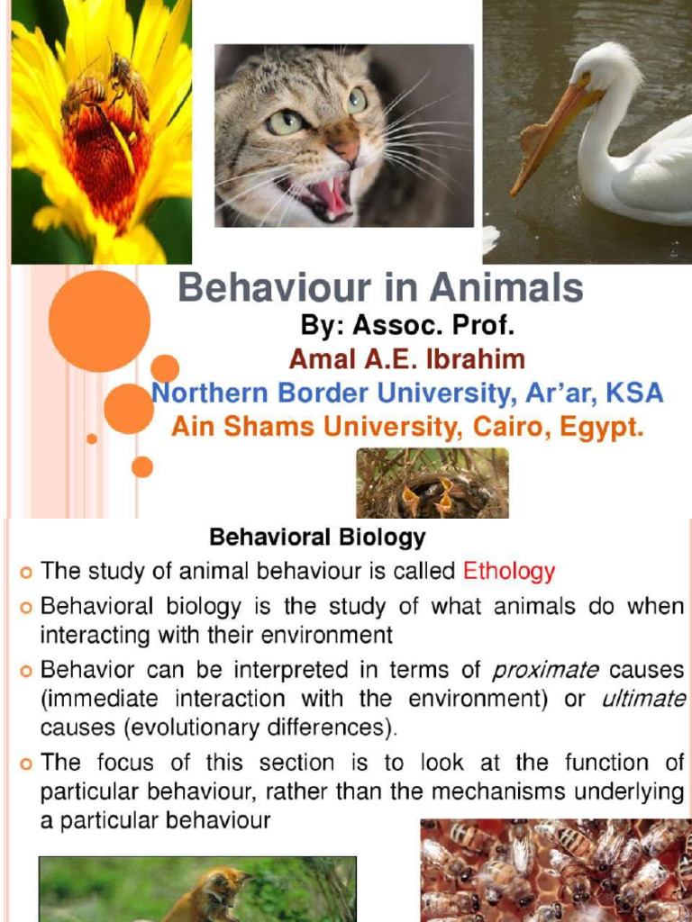 Animal Behaviour | PDF