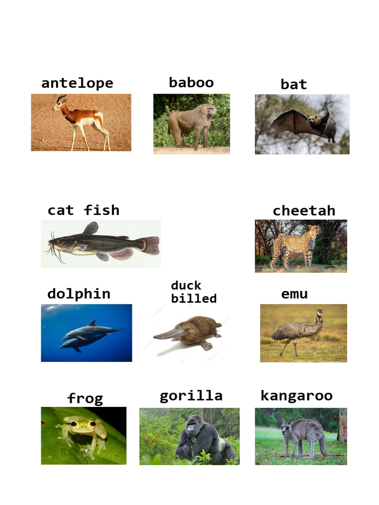 animals | PDF