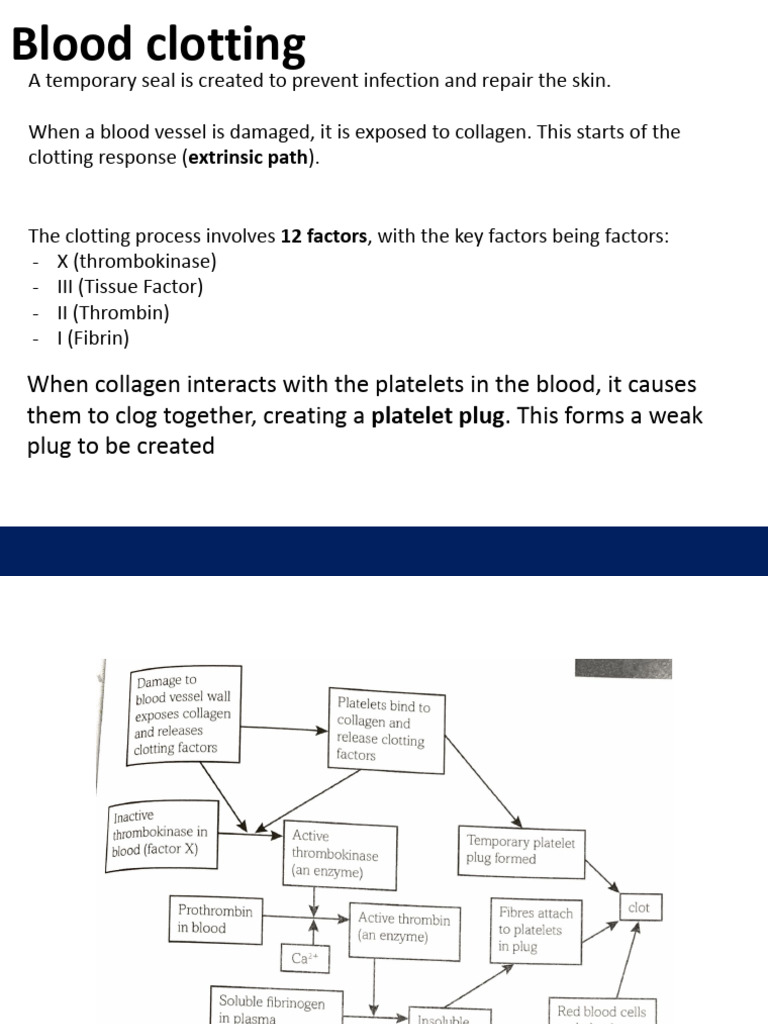 Understanding Blood Clotting Process | PDF