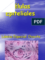 HISTOLOGÍA